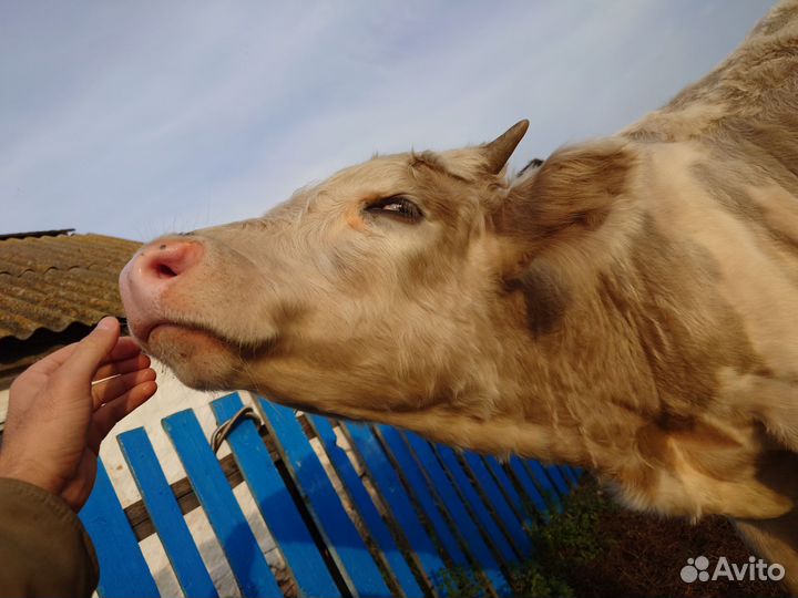 Бычки на откорм