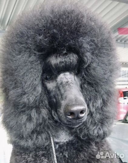 Пудель большой королевский