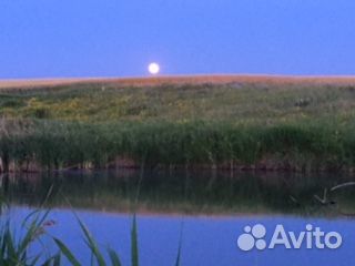 Зерно пшеница