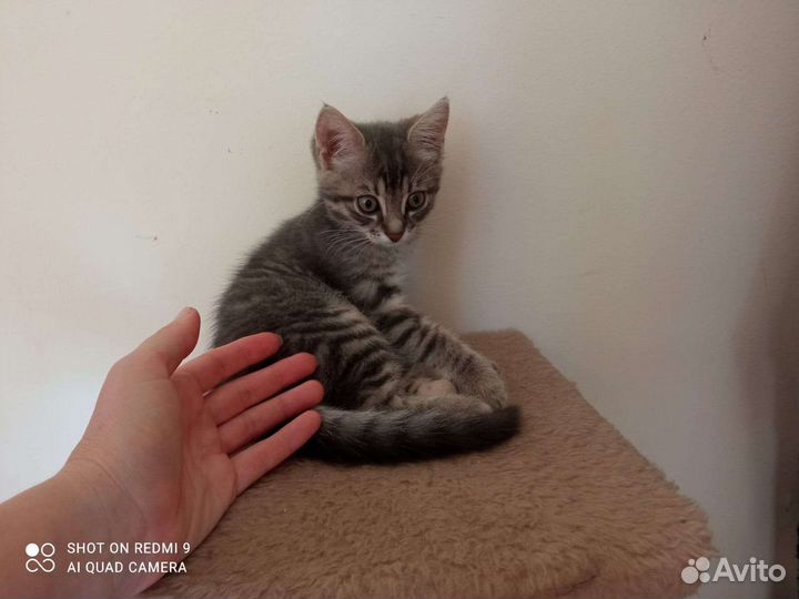 Котенок Малышка