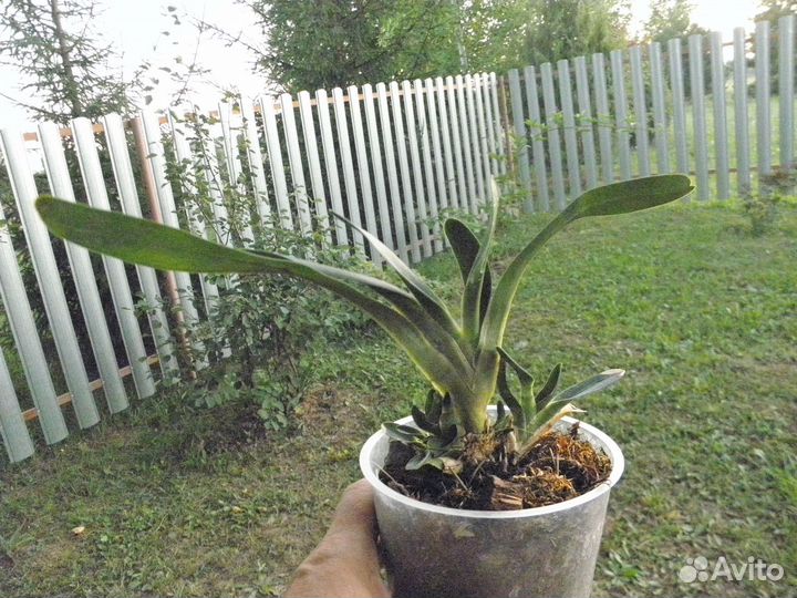 Ангрекум Магдалена