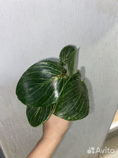 Филодендрон биркин