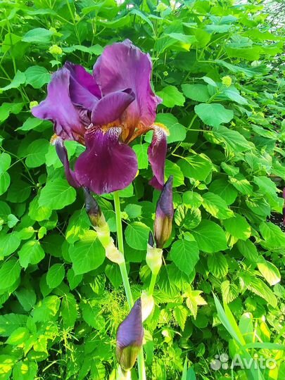 Ирисы бородатые