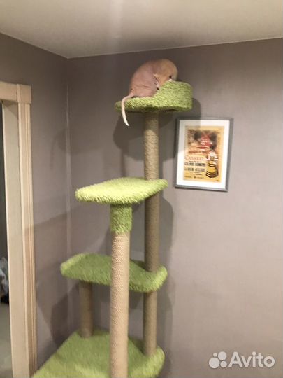 Когтеточка для кошек «Достучаться до небес»