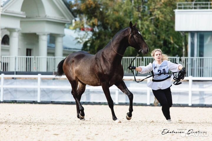 Жеребец на случку