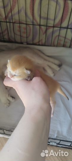 Серебро и золото