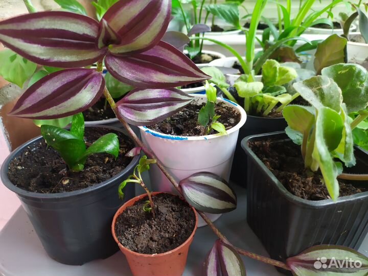 Комнатные растения цветы