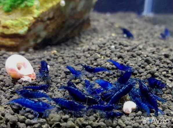 Аквариумные Креветки Blue Dream