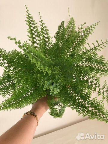 Папоротник(нефролепис), калатея Руфибарба