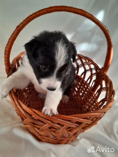 Щенки Бордер-колли