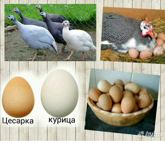 Инкубационное яйцо