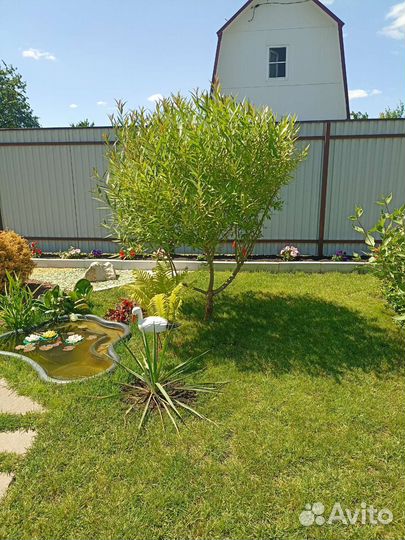 Ива шаровидная