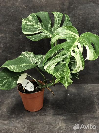 Monstera Deliciosa Variegata