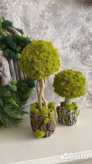 Деревце с мхом