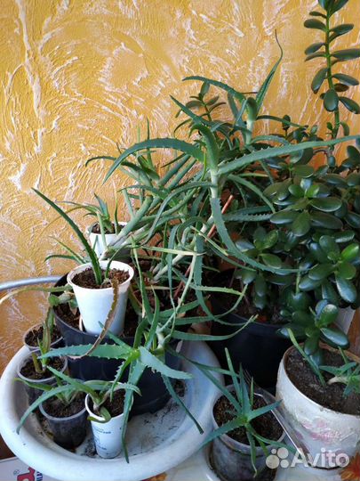 Алоэ столетник