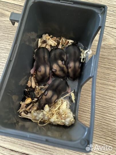 Джунгарские хомячки с клеткой