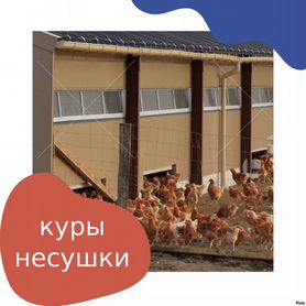 Курочки несушки