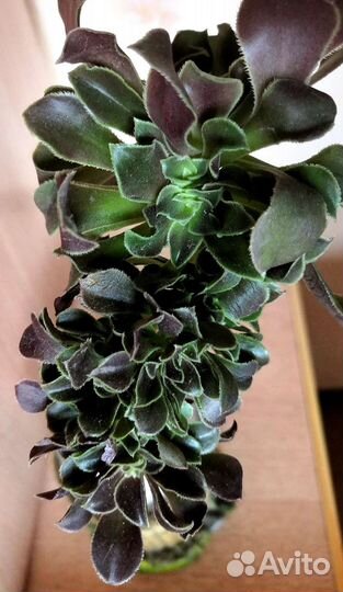 Эониумы, крассула, алоэ