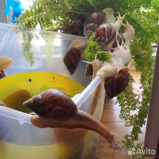 Улитки ахатины