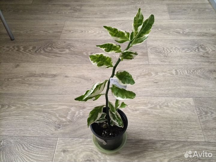 Педилантус