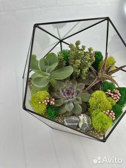 Флорариум суккуленты
