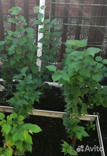 Саженцы абрикос