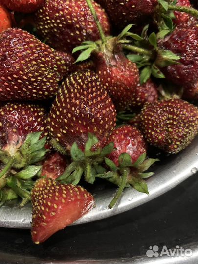 Фейерверк рассада