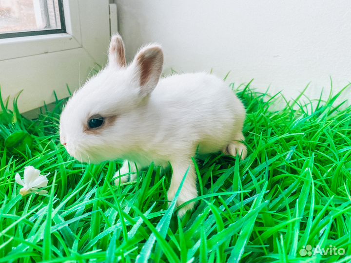 Карликовый кролик - размером с ладонь