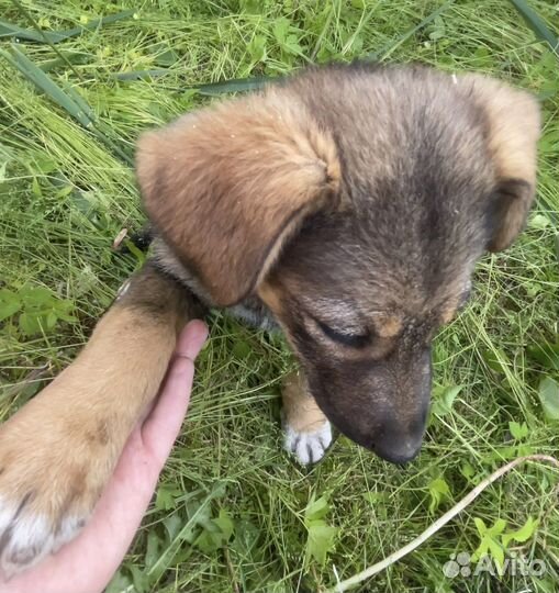 Щенок девочка в добрые руки