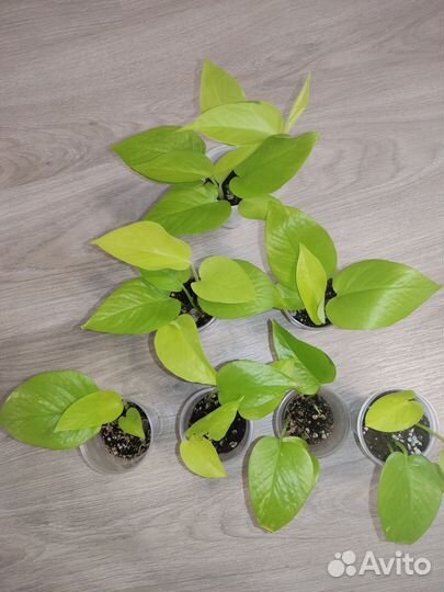 Сциндапсус неон