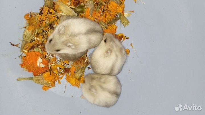 Джунгарские хомяки чистокровные