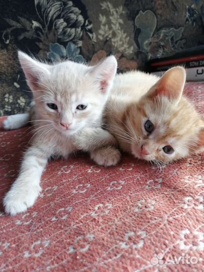 Котята в добрые руки бесплатно