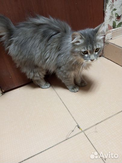 Мальчик кот подросток