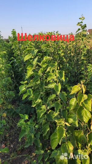 Декоративные растения