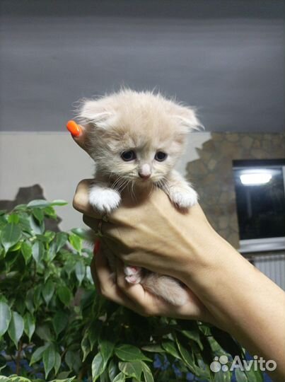 Котята от вислоухой кошки