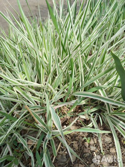 Цветущая трова