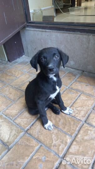 Собака в добрые руки маленькой породы