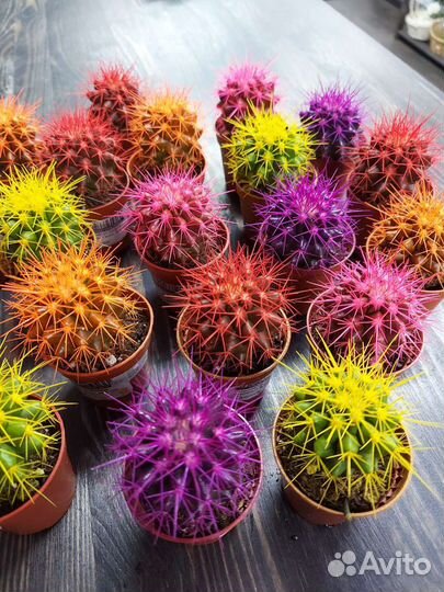 Эхинокактус Грузони микс