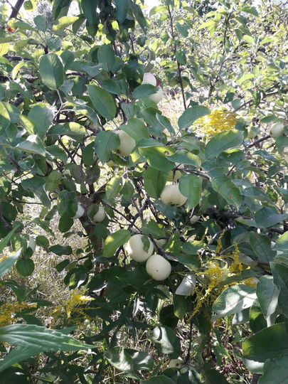 Участок 15,1 сот. (ИЖС)