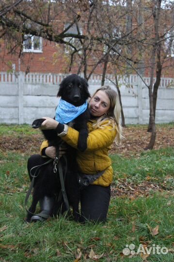 Изумительный молодой пёс сидит в приютской клетке