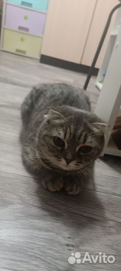Вислоухая кошка