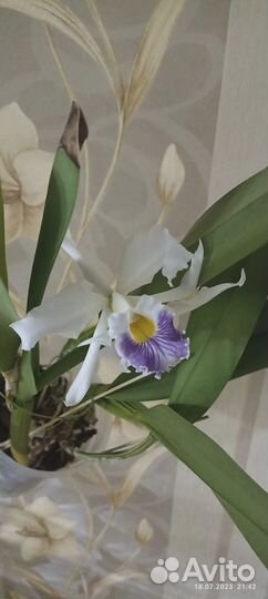 Продам орхидеи