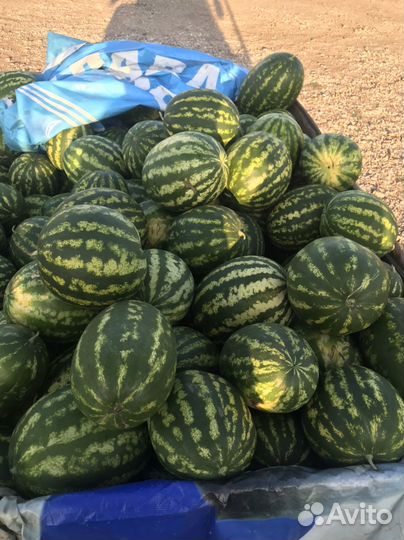Продается арбуз продюсер,каристан,холодок