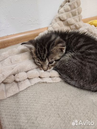 Отдам котенка в добрые руки