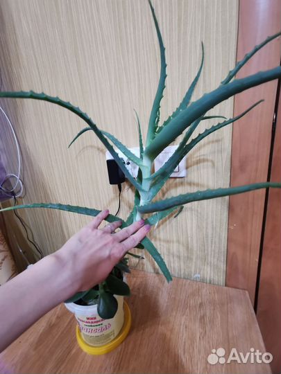 Алое, толстянка (денежное дерево), пальма