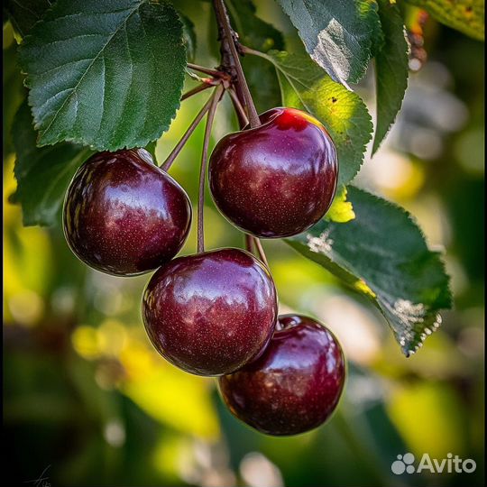 Саженцы Канадской черешни