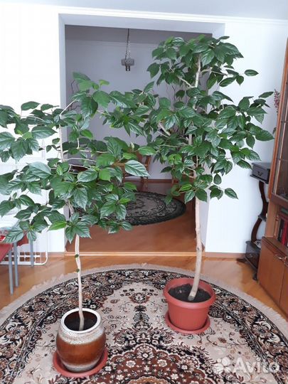 Продам комнатные растения