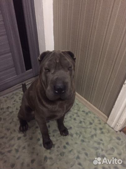 Шарпей вязка