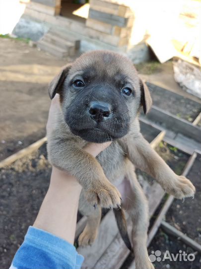 Щенки бесплатно