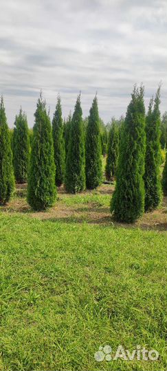 Озеленение и благоустройство